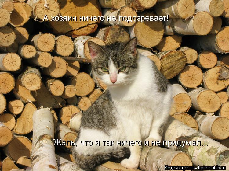А хозяин ничего не подозревает! Жаль, что я так ничего и не придумал...... Котоматрица: А хозяин ничего не подозревает! Жаль, что я так ничего и не придумал...