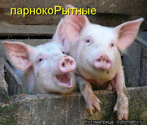 парнокоРытные... Котоматрица: парнокоРытные