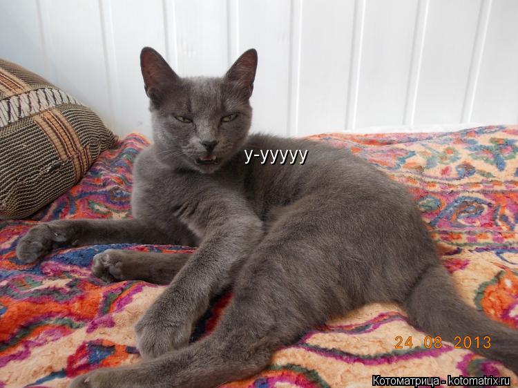 у-ууууу... Котоматрица: у-ууууу