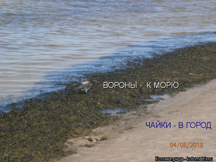 ВОРОНЫ - К МОРЮ ЧАЙКИ - В ГОРОД... Котоматрица: ВОРОНЫ - К МОРЮ ЧАЙКИ - В ГОРОД