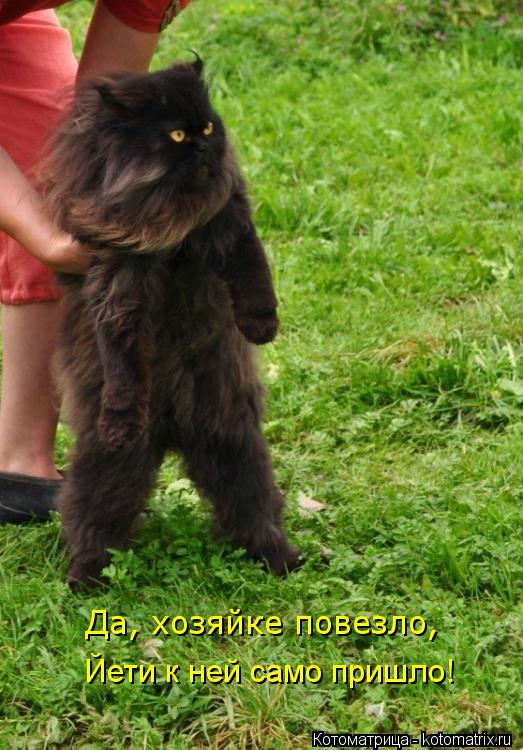 Да, хозяйке повезло, Йети к ней само пришло!... Котоматрица: Да, хозяйке повезло, Йети к ней само пришло!