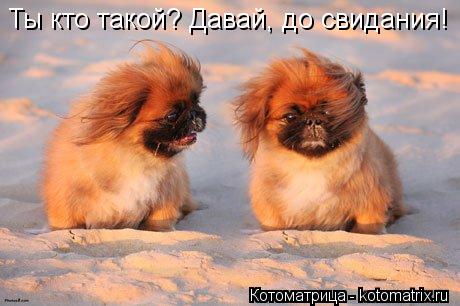 Ты кто такой? Давай, до свидания!... Котоматрица: Ты кто такой? Давай, до свидания!