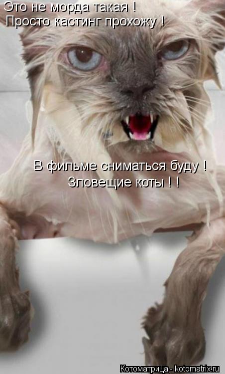Это не морда такая ! Просто кастинг прохожу ! В фильме сниматься буду ! Зловещие коты ! !... Котоматрица: Это не морда такая ! Просто кастинг прохожу ! В фильме сниматься буду ! Зловещие коты ! !