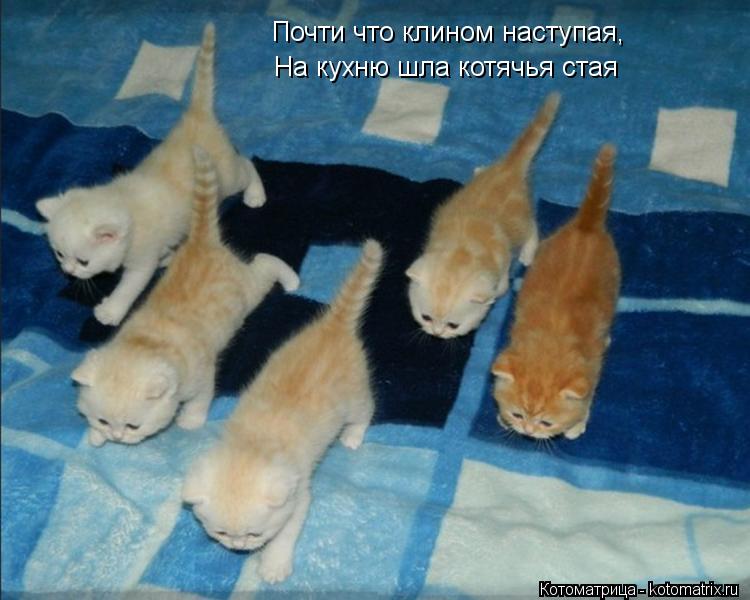 Почти что клином наступая, На кухню шла котячья стая... Котоматрица: Почти что клином наступая, На кухню шла котячья стая