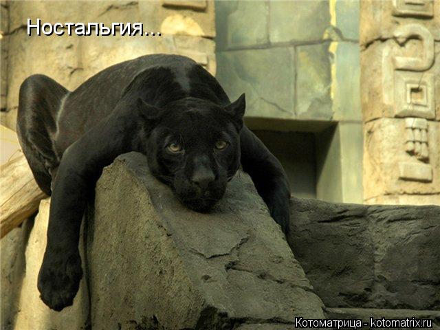 Ностальгия...... Котоматрица: Ностальгия...
