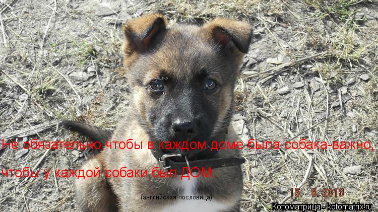 Не обязательно,чтобы в каждом доме была собака-важно, чтобы у каждой собаки был ДОМ. (английская посл... Котоматрица: Не обязательно,чтобы в каждом доме была собака-важно, чтобы у каждой собаки был ДОМ. (английская пословица)