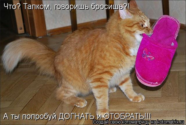 Что? Тапком, говоришь бросишь?! А ты попробуй ДОГНАТЬ и ОТОБРАТЬ!!!... Котоматрица: Что? Тапком, говоришь бросишь?! А ты попробуй ДОГНАТЬ и ОТОБРАТЬ!!!