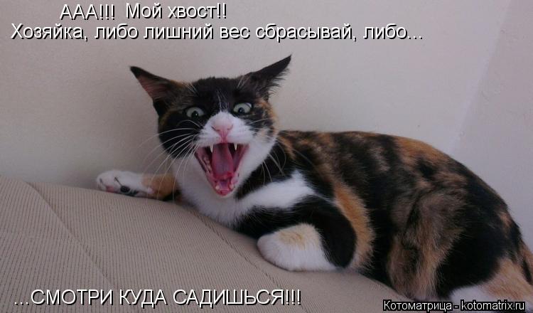 ААА!!! Хозяйка, либо лишний вес сбрасывай, либо... ...СМОТРИ КУДА САДИШЬСЯ!!! Мой хвост!!... Котоматрица: ААА!!! Хозяйка, либо лишний вес сбрасывай, либо... ...СМОТРИ КУДА САДИШЬСЯ!!! Мой хвост!!