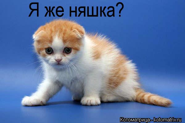 Я же няшка?... Котоматрица: Я же няшка?