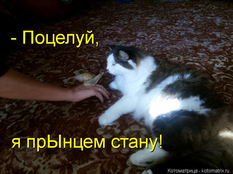 - Поцелуй, я прЫнцем стану!... Котоматрица: - Поцелуй, я прЫнцем стану!