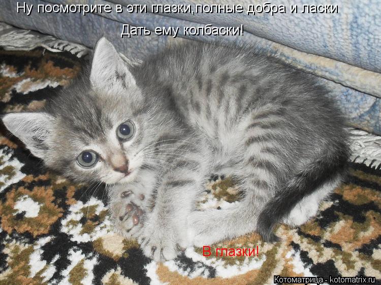 Ну посмотрите в эти глазки,полные добра и ласки Дать ему колбаски! В глазки!... Котоматрица: Ну посмотрите в эти глазки,полные добра и ласки Дать ему колбаски! В глазки!