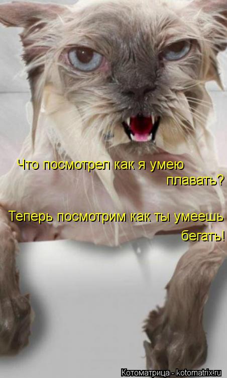 Что посмотрел как я умею плавать? Теперь посмотрим как ты умеешь бегать!... Котоматрица: Что посмотрел как я умею плавать? Теперь посмотрим как ты умеешь бегать!