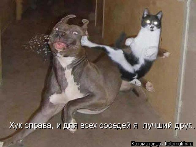 Хук справа, и для всех соседей я лучший друг...... Котоматрица: Хук справа, и для всех соседей я лучший друг...