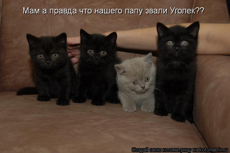 Мам а правда что нашего папу звали Уголек??... Котоматрица: Мам а правда что нашего папу звали Уголек??