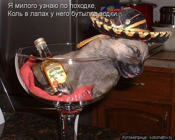 Я милого узнаю по походке, Коль в лапах у него бутылка водки.... Котоматрица: Я милого узнаю по походке, Коль в лапах у него бутылка водки.