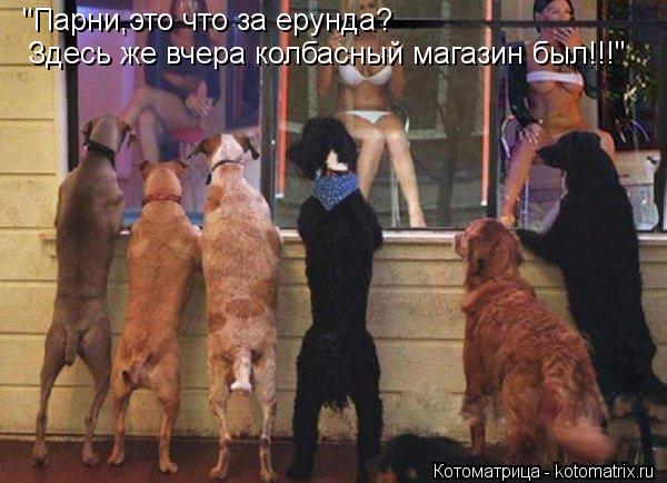 Здесь же вчера колбасный магазин был!!!" "Парни,это что за ерунда?... Котоматрица: Здесь же вчера колбасный магазин был!!!" "Парни,это что за ерунда?
