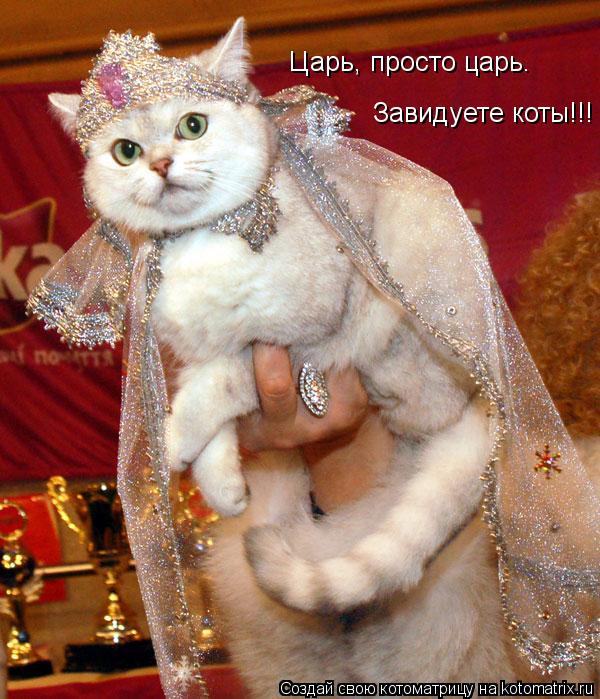 Царь, просто царь. Завидуете коты!!!... Котоматрица: Царь, просто царь. Завидуете коты!!!