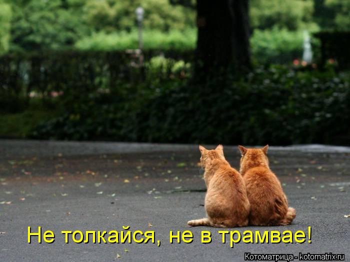 Не толкайся, не в трамвае!... Котоматрица: Не толкайся, не в трамвае!