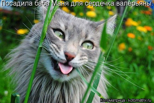 Посадила баба Маня для сердечка валерьяны...... Котоматрица: Посадила баба Маня для сердечка валерьяны...