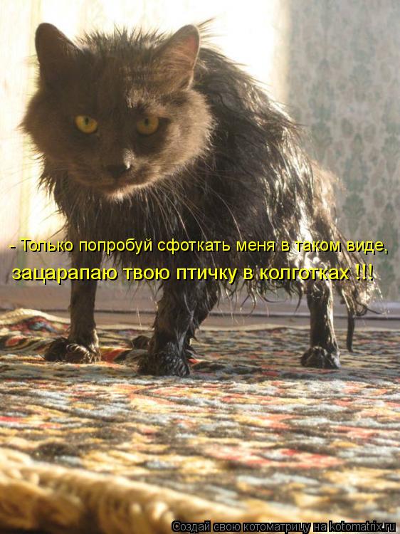 - Только попробуй сфоткать меня в таком виде, зацарапаю твою птичку в колготках !!!... Котоматрица: - Только попробуй сфоткать меня в таком виде, зацарапаю твою птичку в колготках !!!