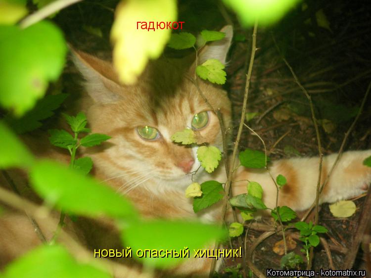 гадюкот новый опасный хищник!... Котоматрица: гадюкот новый опасный хищник!
