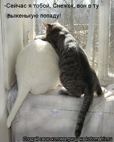 рыженькую попаду! -Сейчас я тобой, Снежок, вон в ту... Котоматрица: рыженькую попаду! -Сейчас я тобой, Снежок, вон в ту