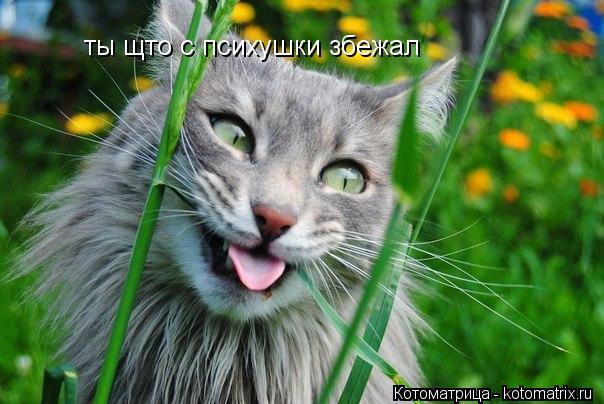 ты щто с психушки збежал... Котоматрица: ты щто с психушки збежал