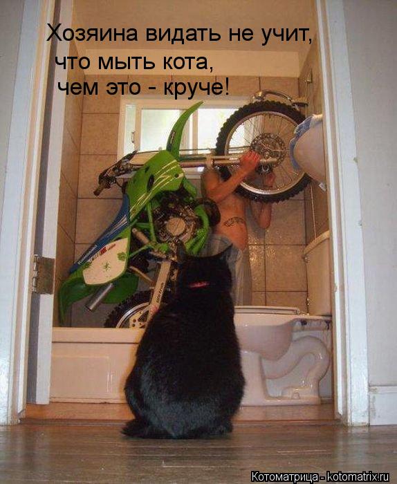 Хозяина видать не учит, что мыть кота, чем это - круче!... Котоматрица: Хозяина видать не учит, что мыть кота, чем это - круче!