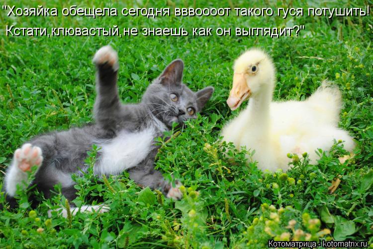 "Хозяйка обещела сегодня вввоооот такого гуся потушить! Кстати,клювастый,не знаешь как он выглядит?"... Котоматрица: "Хозяйка обещела сегодня вввоооот такого гуся потушить! Кстати,клювастый,не знаешь как он выглядит?"