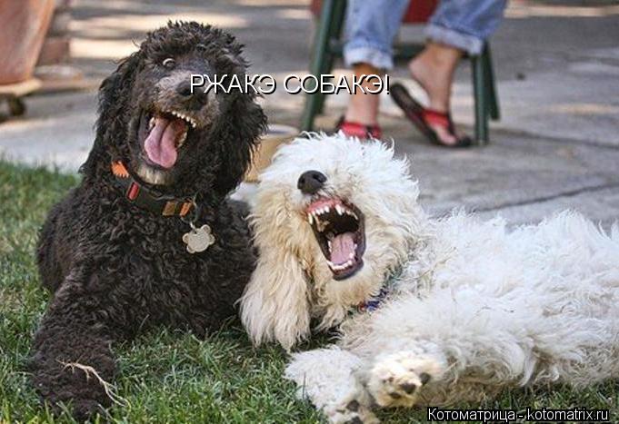 РЖАКЭ СОБАКЭ!... Котоматрица: РЖАКЭ СОБАКЭ!