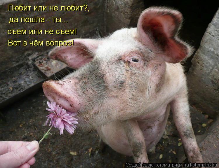 Любит или не любит?, Любит или не любит?, съем или не съем! Вот в чём вопрос! да пошла - ты...... Котоматрица: Любит или не любит?, Любит или не любит?, съем или не съем! Вот в чём вопрос! да пошла - ты...