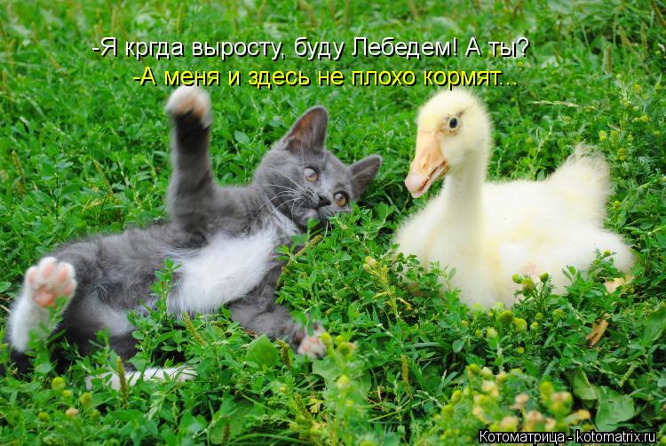 -Я кргда выросту, буду Лебедем! А ты? -А меня и здесь не плохо кормят... -А меня и здесь не плохо кор... Котоматрица: -Я кргда выросту, буду Лебедем! А ты? -А меня и здесь не плохо кормят... -А меня и здесь не плохо кормят...