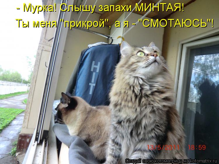 - Мурка! Слышу запахи МИНТАЯ! Ты меня "прикрой", а я - "СМОТАЮСЬ"!... Котоматрица: - Мурка! Слышу запахи МИНТАЯ! Ты меня "прикрой", а я - "СМОТАЮСЬ"!