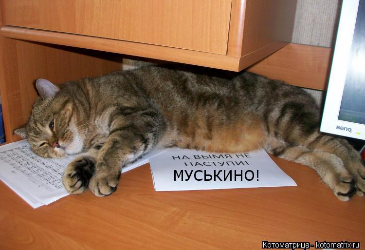 МУСЬКИНО!... Котоматрица: МУСЬКИНО!
