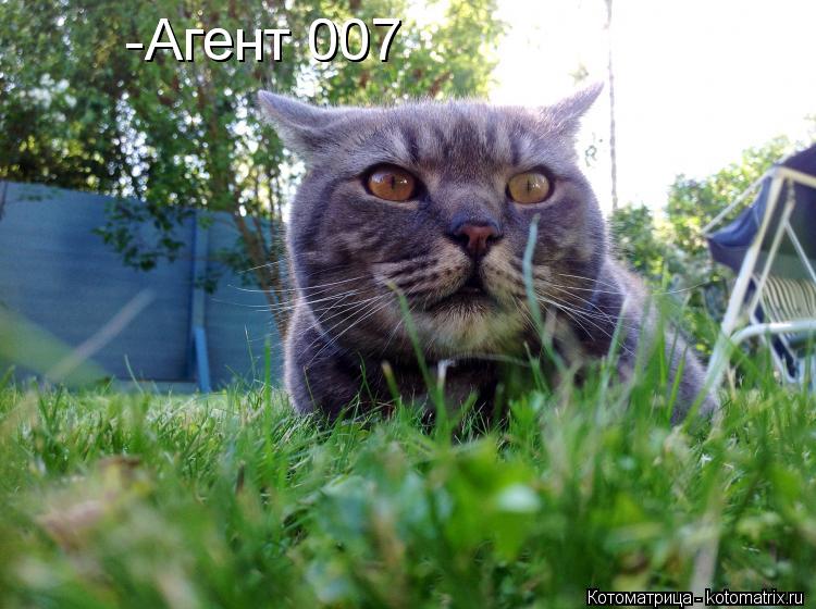 -Агент 007 -Агент 007 -Агент 007... Котоматрица: -Агент 007 -Агент 007 -Агент 007
