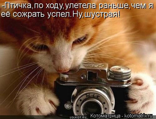 -Птичка,по ходу,улетела раньше,чем я её сожрать успел.Ну,шустрая!... Котоматрица: -Птичка,по ходу,улетела раньше,чем я её сожрать успел.Ну,шустрая!