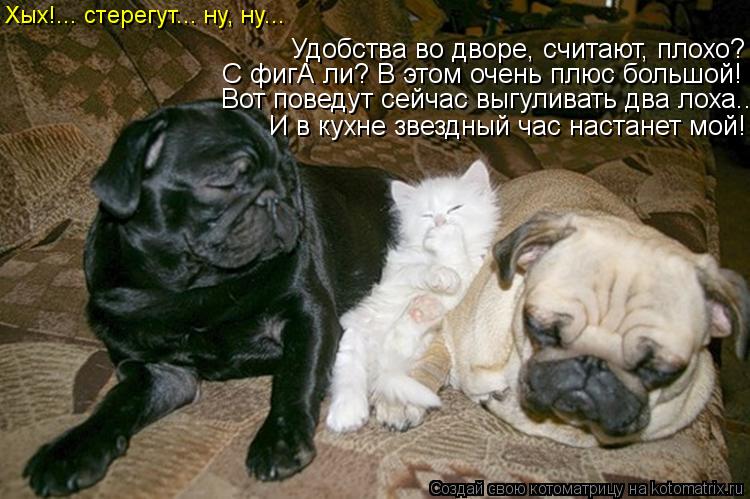 Удобства во дворе, считают, плохо? Вот поведут сейчас выгуливать два лоха... С фигА ли? В этом очень ... Котоматрица: Удобства во дворе, считают, плохо? Вот поведут сейчас выгуливать два лоха... С фигА ли? В этом очень плюс большой! И в кухне звездный час наста