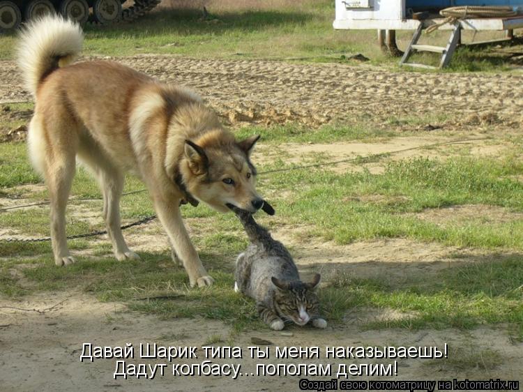 Давай Шарик типа ты меня наказываешь! Дадут колбасу...пополам делим!... Котоматрица: Давай Шарик типа ты меня наказываешь! Дадут колбасу...пополам делим!