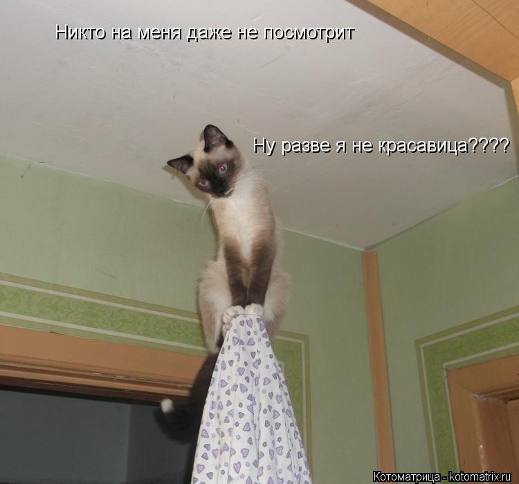 Никто на меня даже не посмотрит Ну разве я не красавица????... Котоматрица: Никто на меня даже не посмотрит Ну разве я не красавица????