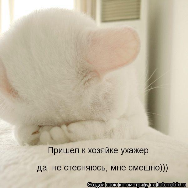 Пришел к хозяйке ухажер да, не стесняюсь, мне смешно)))... Котоматрица: Пришел к хозяйке ухажер да, не стесняюсь, мне смешно)))
