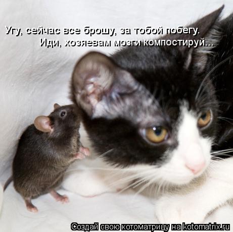 Угу, сейчас все брошу, за тобой побегу. Угу, сейчас все брошу, за тобой побегу. Иди, хозяевам мозги к... Котоматрица: Угу, сейчас все брошу, за тобой побегу. Угу, сейчас все брошу, за тобой побегу. Иди, хозяевам мозги компостируй...