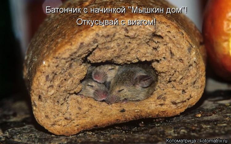 Батончик с начинкой "Мышкин дом"! Откусывай с визгом!... Котоматрица: Батончик с начинкой "Мышкин дом"! Откусывай с визгом!