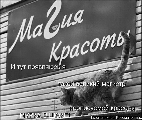 И тут появляюсь я такой великий магистр неописуемой красоты МУРКА В ШОКЕ!... Котоматрица: И тут появляюсь я такой великий магистр неописуемой красоты МУРКА В ШОКЕ!