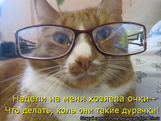 Котоматрица: Надели на меня хозяева очки - Что делать, коль они такие дурачки!