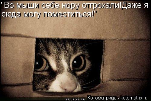 "Во мыши себе нору отгрохали!Даже я сюда могу поместиться!"... Котоматрица: "Во мыши себе нору отгрохали!Даже я сюда могу поместиться!"