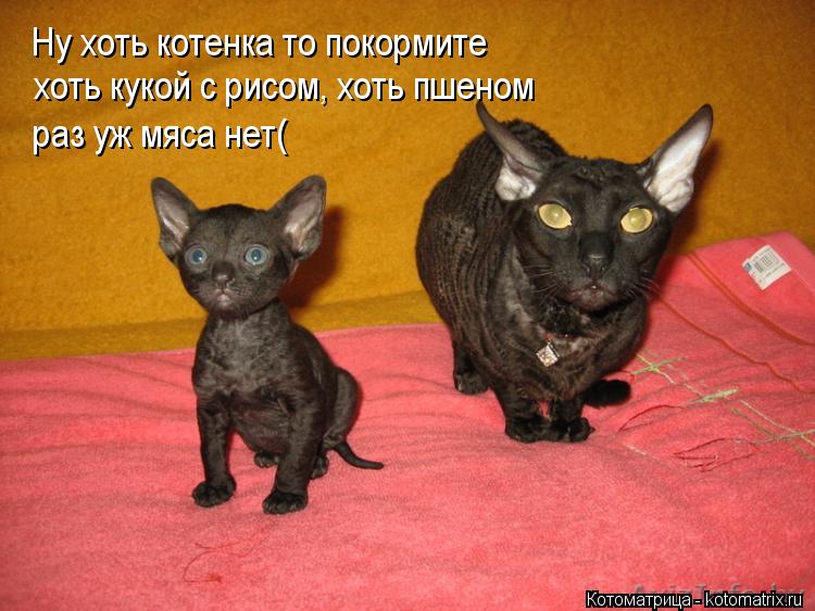 Ну хоть котенка то покормите, хоть кукой с рисом, хоть пшеном, раз уж мяса нет( Ну хоть котенка то по... Котоматрица: Ну хоть котенка то покормите, хоть кукой с рисом, хоть пшеном, раз уж мяса нет( Ну хоть котенка то покормите хоть кукой с рисом, хоть пшеном р