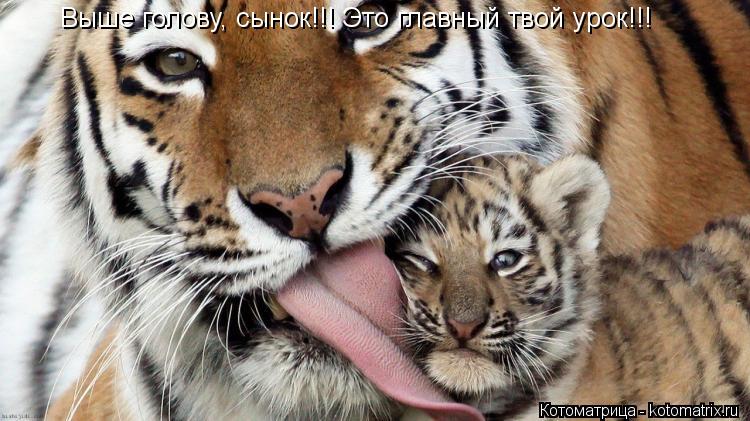 Выше голову, сынок!!! Это главный твой урок!!!... Котоматрица: Выше голову, сынок!!! Это главный твой урок!!!