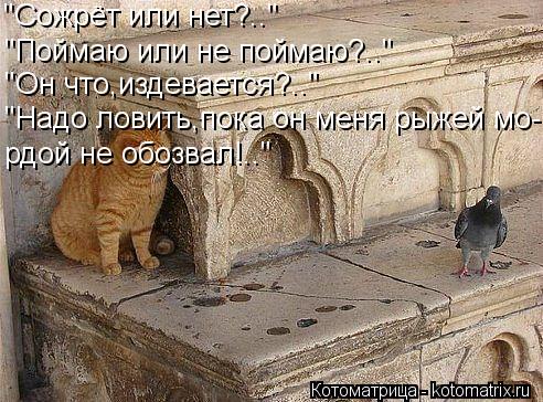 "Сожрёт или нет?.." "Поймаю или не поймаю?.." "Он что,издевается?.." "Надо ловить,пока он меня рыжей ... Котоматрица: "Сожрёт или нет?.." "Поймаю или не поймаю?.." "Он что,издевается?.." "Надо ловить,пока он меня рыжей мо- рдой не обозвал!.."