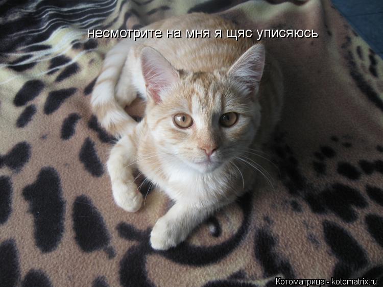несмотрите на мня я щяс уписяюсь... Котоматрица: несмотрите на мня я щяс уписяюсь