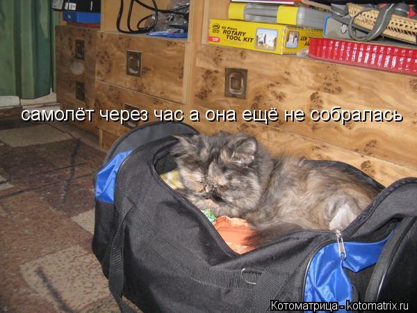 самолёт через час а она ещё не собралась... Котоматрица: самолёт через час а она ещё не собралась